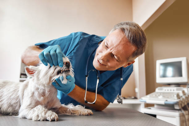 Best Walk-In Emergency Dental Services in Forks, WA
